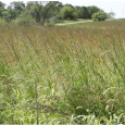Renovated CRP with six species of warm-season grasses. Photo from ecosunprairiefarms.org.