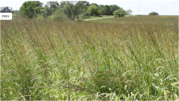 Renovated CRP with six species of warm-season grasses. Photo from ecosunprairiefarms.org.