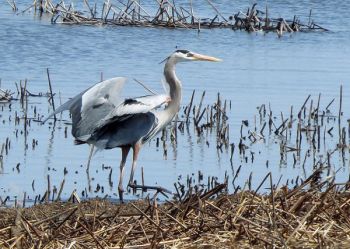 Great blue heron.