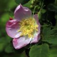 A wild rose after the rain.