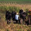 Motorists driving Highway 18 near Tripp have learned to watch for the horse-drawn buggies of several Amish families who live nearby.