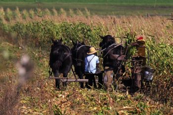 Motorists driving Highway 18 near Tripp have learned to watch for the horse-drawn buggies of several Amish families who live nearby.