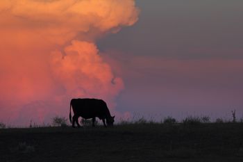 A cow grazes near Oelrichs.