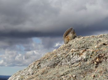 The least chipmunk is common around Black Elk Peak.