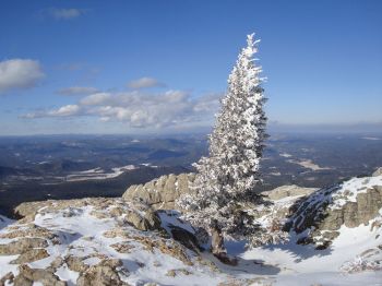 The pine beetle epidemic has greatly changed the landscape. This tree, photographed in February of 2015, was ailing.