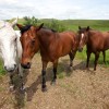 Horses in a pasture just off Highway 65 near the Moreau River, south of Isabel.