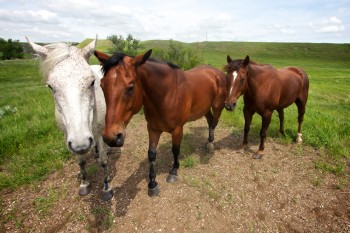 Horses in a pasture just off Highway 65 near the Moreau River, south of Isabel.