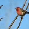 House finch.