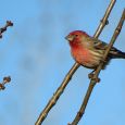 House finch.