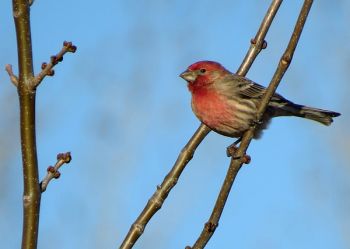 House finch.