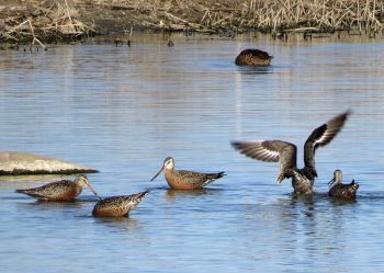 Hudsonian godwits.