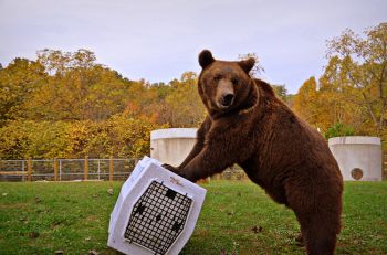 Ruff Tough Kennels, made in Tea, are safer and more compact than similar kennels on the market, says owner Doug Sangl. And they'll stand up to those pesky bears.