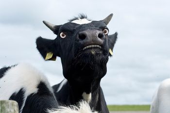 If South Dakotans pick their nastiest bulls and feed 'em gunpowder-laced alfalfa, we can bring the world a Running of the Bulls worth remembering. Photo by Andrea Maibaum.