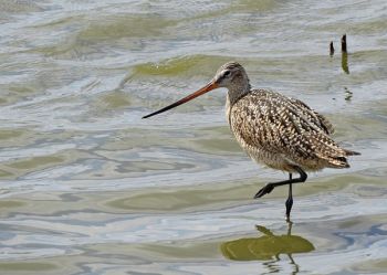 Marbled godwit.