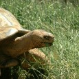 Methuselah came to Reptile Gardens in 1954 from the Galapagos Islands, long before the animal was placed on the endangered species list.