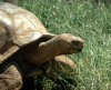 Methuselah came to Reptile Gardens in 1954 from the Galapagos Islands, long before the animal was placed on the endangered species list.