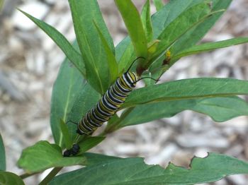 This hungry caterpillar has already chomped a portion of a milkweed leaf.