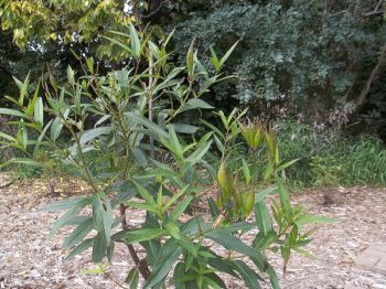 Monarchs need milkweed to survive.