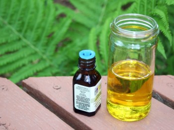 Make your own mosquito repellent with lemon eucalyptus and vegetable oil. Photo by Rebecca Johnson.