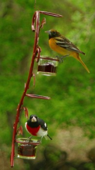 K.C. Jensen found this Baltimore oriole and rose-breasted grosbeak on his feeder near Volga.