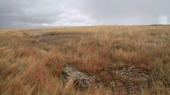 A large petrified tree, discovered in Perkins County in the 1930s, could be 60 million years old.