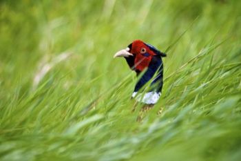 A rooster pheasant pops his head out of the tall grass along one of the National Grasslands roads.