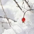 A single rose hip peeks through the snow in Spearfish Canyon.
