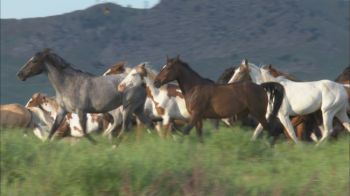 Over 500 wild mustangs reside at the Black Hills Wild Horse Sanctuary.
