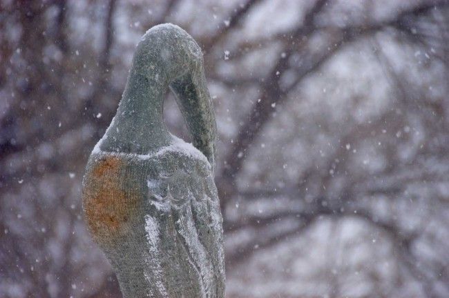 A stoney Habrok, a legendary bird in Scandinavian folklore, perches in South Dakota Magazine s backyard. This photo was shot a year ago.