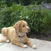 Yeller guarding the South Dakota Magazine garden.