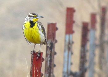 Western meadowlark.