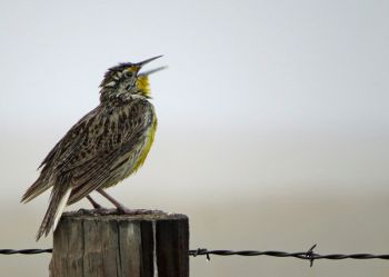 Western meadowlark.