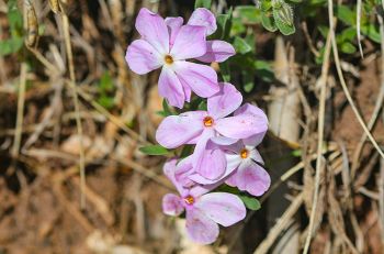 Alyssum leaf phlox.