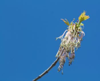 Box elder flowers.