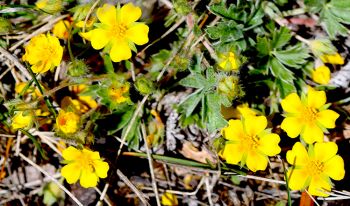 Early cinquefoil.