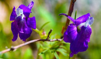 Larkspur.