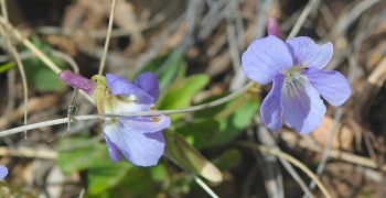 Longspur violet.