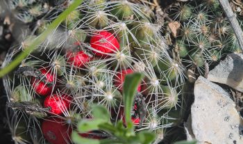 Pincushion cactus.
