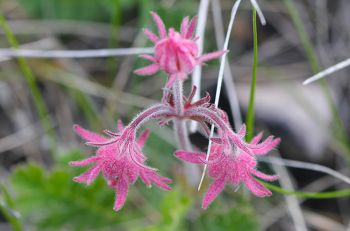 Prairie smoke.