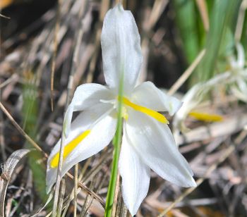 Sand lily.