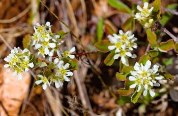 Serviceberry.