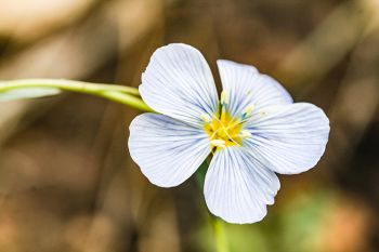 Wild blue flax.